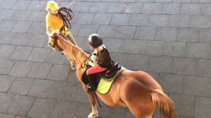 Верховая езда на лошади Барби Тяжеловоз в Pony Club