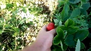 Клубника Азия