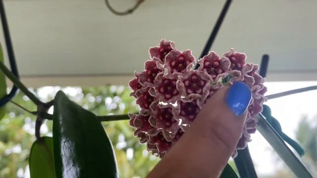 Hoya meliflua blooming смотреть онлайн