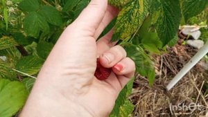 РЕМОНТАНТНАЯ МАЛИНА ПЕРВЫЙ ГОД ПЛОДОНОСИТ