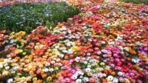 Самые неприхотливые цветы для дачи. Подборка необычных цветов для сада.