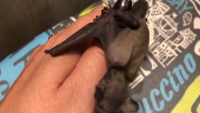 Учу летать летучую мышь. Нелегкая работа) смотреть онлайн