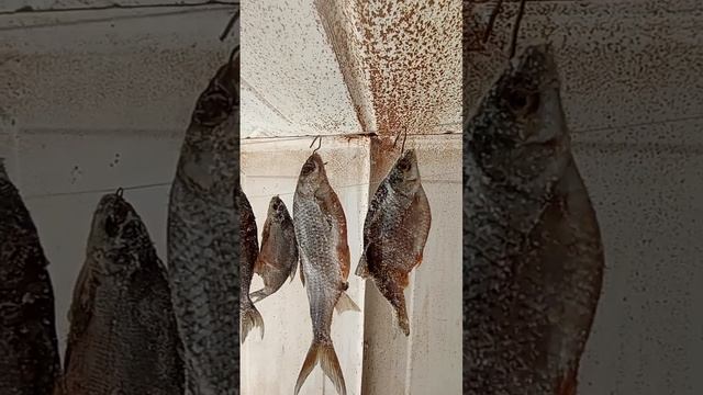 #САМЫЙ ЛЁГКИЙ СПОСОБ# ЛАЙФХАК!#КАК РАЗВЕШАТЬ РЫБУ БЕЗ КРЮЧКОВ. смотреть онлайн