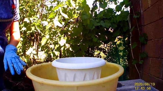 ПЕРЕСАДКА СПАТИФИЛЛУМА В БОЛЬШИЙ ГОРШОК смотреть онлайн