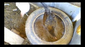 Ванна для кур из покрышки (проще не бывает)
