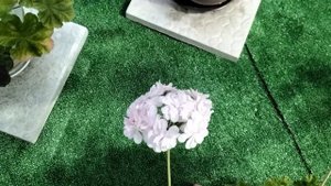 #.464.Прощальное любование моими пеларгониями-ИВ Королева Бирмы,ЕС Персиковый Авантюрин,ЮВ Купидон!