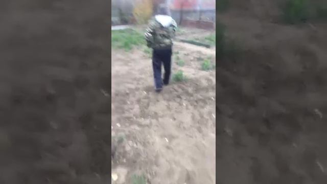 Николаевские голуби у Ашнина Ивана Владимировича. смотреть онлайн