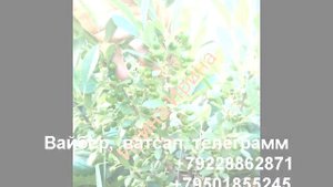 Вишня песчаная Бессея-видео-2