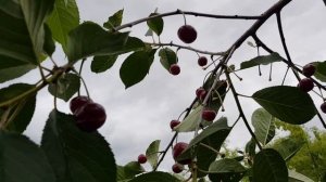 Как УВЕЛИЧИТЬ УРОЖАЙ ЧЕРЕШНИ В РАЗЫ и СПАСТИ от ПТИЦ!? ТопСад