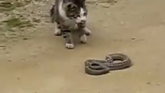 Кот победил змею! смотреть онлайн