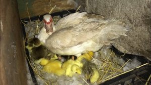 Идеальный вывод утят под Индоуткой / Поздние утята / Вылупление Мускусных утят / Что делать/Индоутки