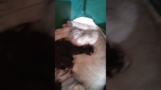 хорошая кошка, хорошие котята! нет грызунам! дом в безопасности! смотреть онлайн