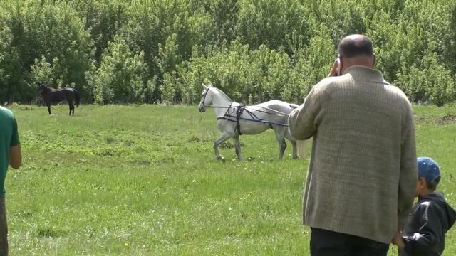 Лошадиные бега в селе Незнамово. Попытка возродить традиции смотреть онлайн