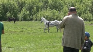 Лошадиные бега в селе Незнамово. Попытка возродить традиции