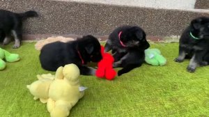 Восточноевропейская овчарка щенкам  исполнился 1 месяц. Родители щенков (КапитанБлад& МВ Рандеву)