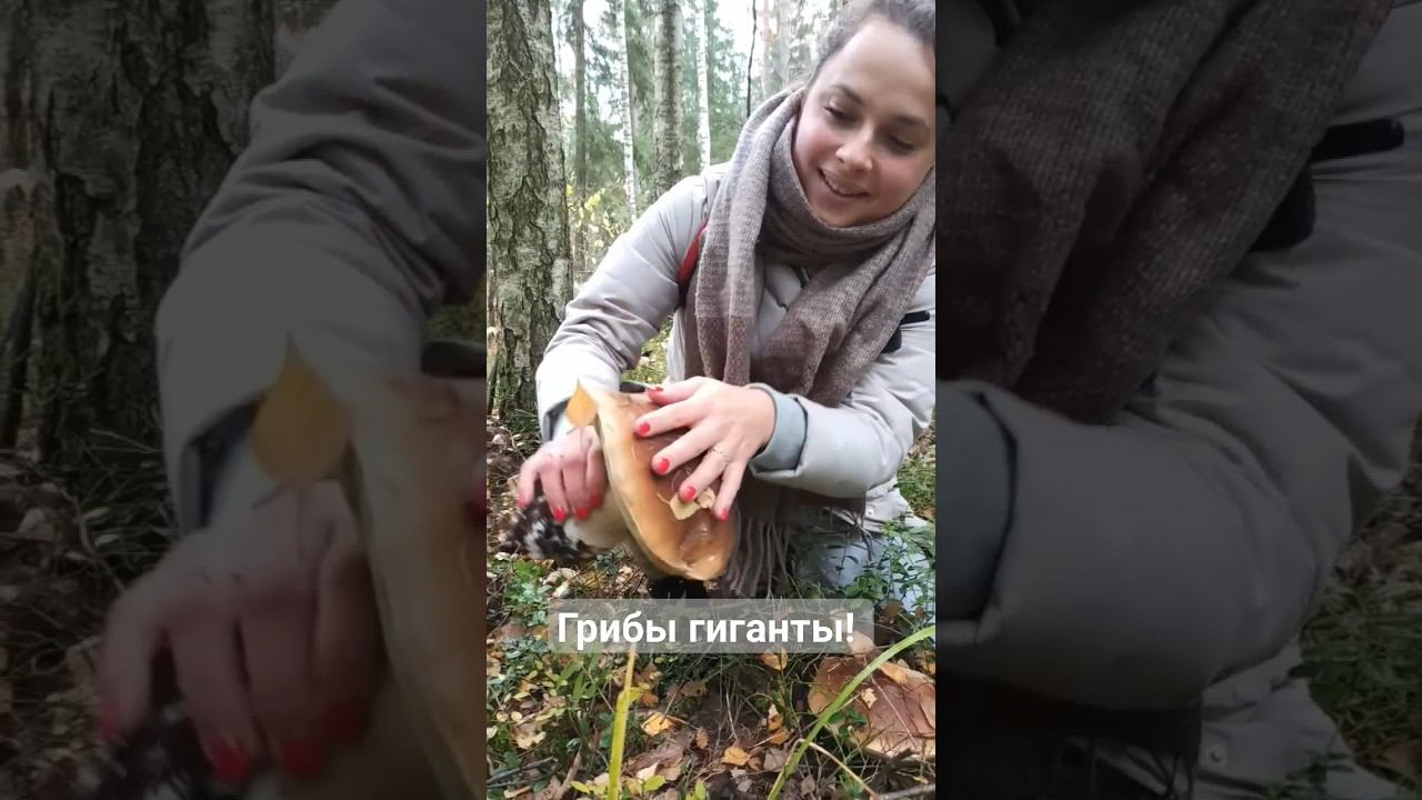 Гигантские лесные грибы! #грибы #грибалка #гигантскиегрибы #тихаяохота