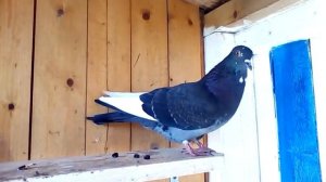 Голубь Кеша переехал на дачу. Pigeon 🕊 Kesha moved to the dacha!