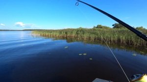 Окунь щука \  Рыбалка на Иваньковском водохранилище на спиннинг