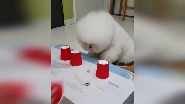 Очень умные собаки./Very smart dogs.