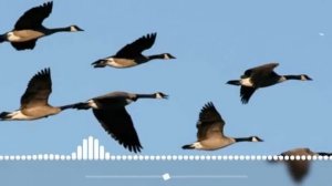 Ой летіли дикі гуси