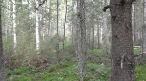 Охота на лося,во время гона2017г