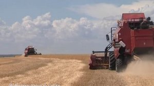 Уборка Нута