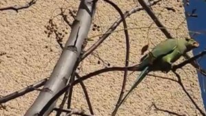 Зелёные попугаи драра в Израиле