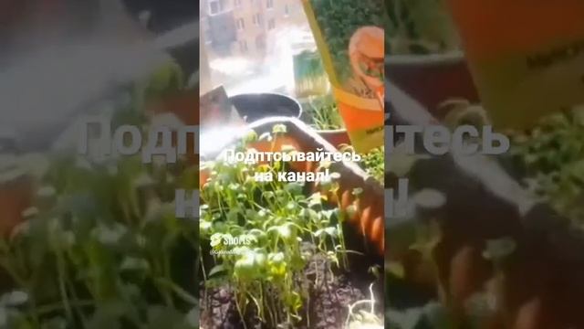 ☘️ САЛАТ ЧЕМПИОН! ОГОРОД НА ПОДОКОННИКЕ. ВЫРАЩИВАЙТЕ!