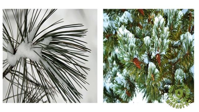 Сосна обыкновенная - биоиндикатор загрязнения воздуха смотреть онлайн