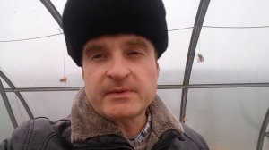 Выращиваю помидоры   посыпка участка негашеной известью