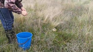 Тихая охота