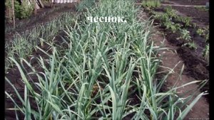 Сладкий перец  или Как вырастить болгарский  перец