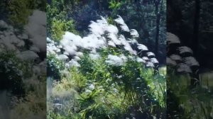 Giant Miscanthus - Blowin' In The Wind