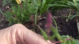 Цветы редкие и не очень. Зацветает княжик выращенный из семян.