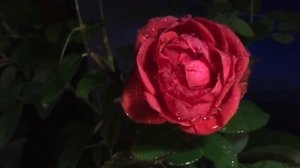 Аятуль курси. аятуль күрсі. аят аль курси сүресі #аятулькурси #құран