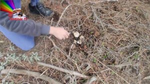 kanlıca mantarı toplama 2024 / Mushroom hunting