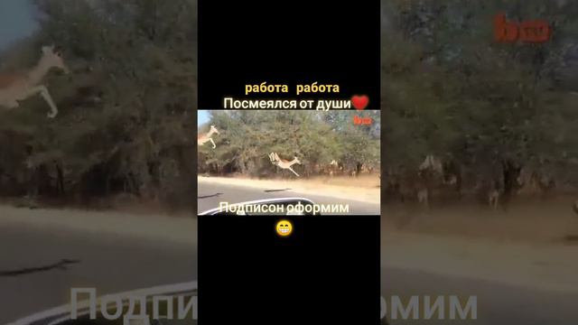#работа #суровый начальник #наработе #вмире животных #прикол на работе #юмор на работе #ржака #смех