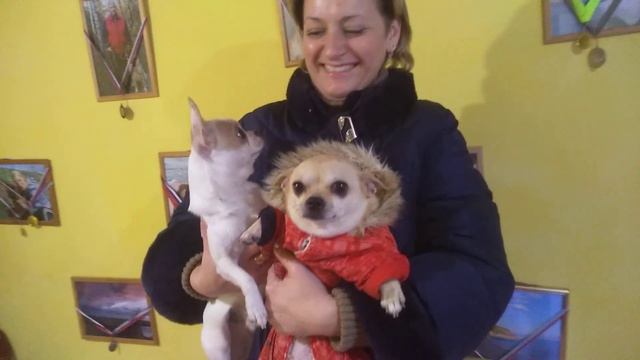 свадьба чихуахуа Елисей и Эллада СИМФЕРОПОЛЬ Кастропуло Крым
