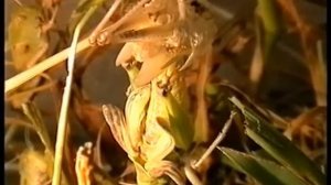 Линька саранчи. Нескучная жизнь.