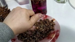 Как посадить кедр из орех, быстро и много