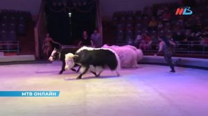 В Волгоград приехал цирк «Дикая планета»