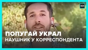 Попугай украл наушник у чилийского корреспондента в прямом эфире - Москва 24