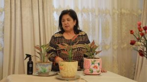 Аглаонема уход в домашних условиях