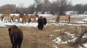 Дикие животные. Зубр ест с руки
