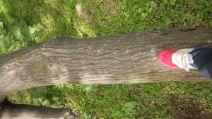 Не большой урок как лазать по деревьям