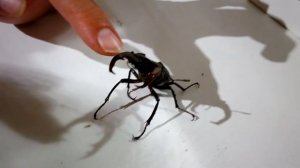 Жук Олень, мощное насекомое, нашли и отпустили