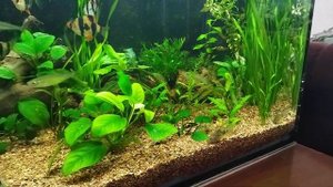 аквариум на 200литров самодельный, толщина стекла 5ка?