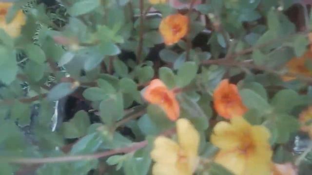 Vietnam Rose Flower смотреть онлайн