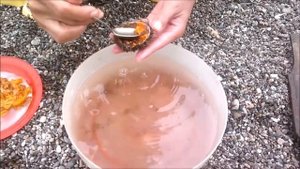 Как почистить морского ежа