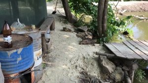 Разведение рака в открытом водоёме
